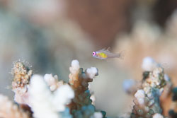 BD-121128-Aqaba-7515-Bryaninops-natans.-Larson.-1985-[Redeye-goby].jpg